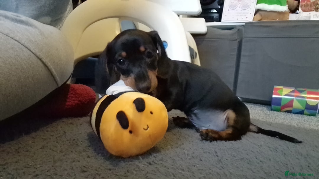 Miniature Dachshund dogs for stud: STUD - KC REG Mini Dachshund -PROVEN - Image 22