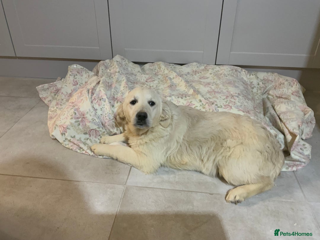 Golden Retriever dogs for sale: Golden Retrievers -Goadream kc  - Advert 4
