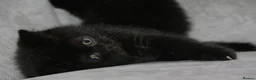 British Shorthair cats for sale: British Shorthairs - Advert 6