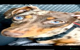 Miniature Dachshund dogs for stud: 💥FIRST TIME DAPPLE STUD💥 - Image 3