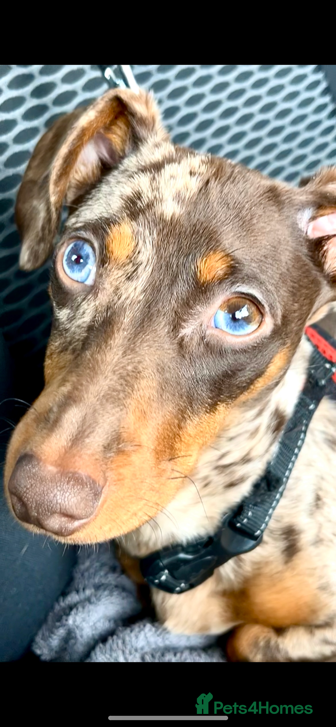 Miniature Dachshund dogs for stud: 💥FIRST TIME DAPPLE STUD💥 - Image 3