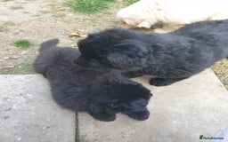 German Shepherd dogs for sale: German Shepherd pups ready end of August  - Image 24