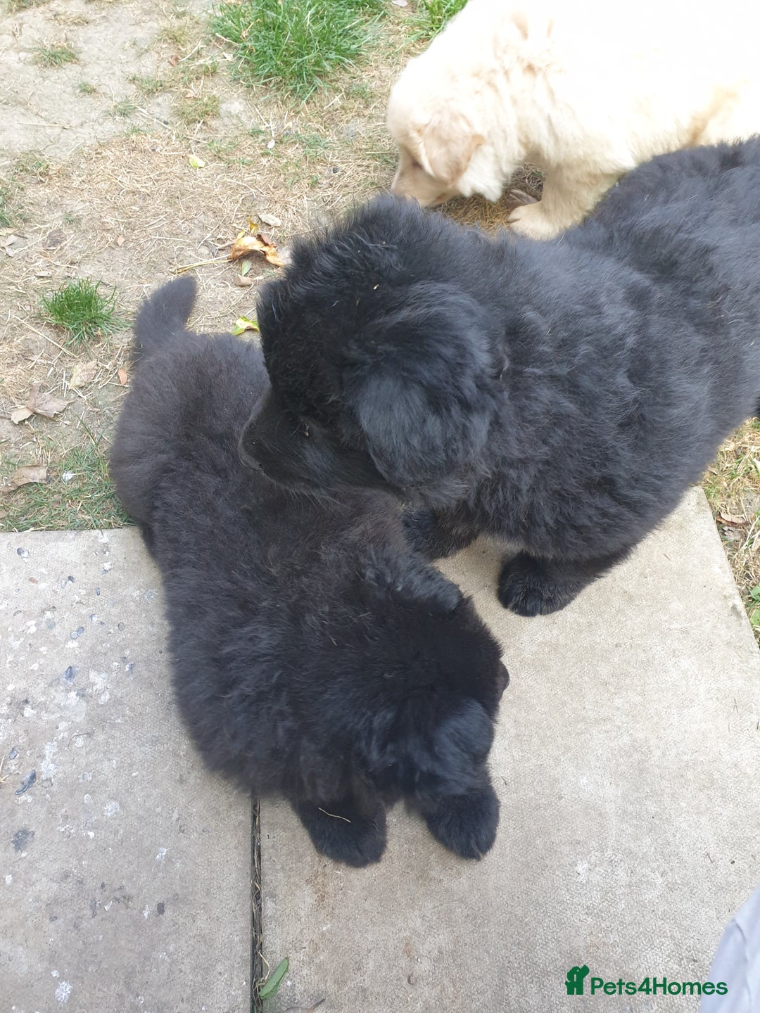 German Shepherd dogs for sale: German Shepherd pups ready end of August  - Image 24