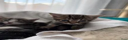 Domestic Shorthair cats for sale: 5 beautiful kittens ready for homes, from 21st Nov in Bridgwater - Advert 20