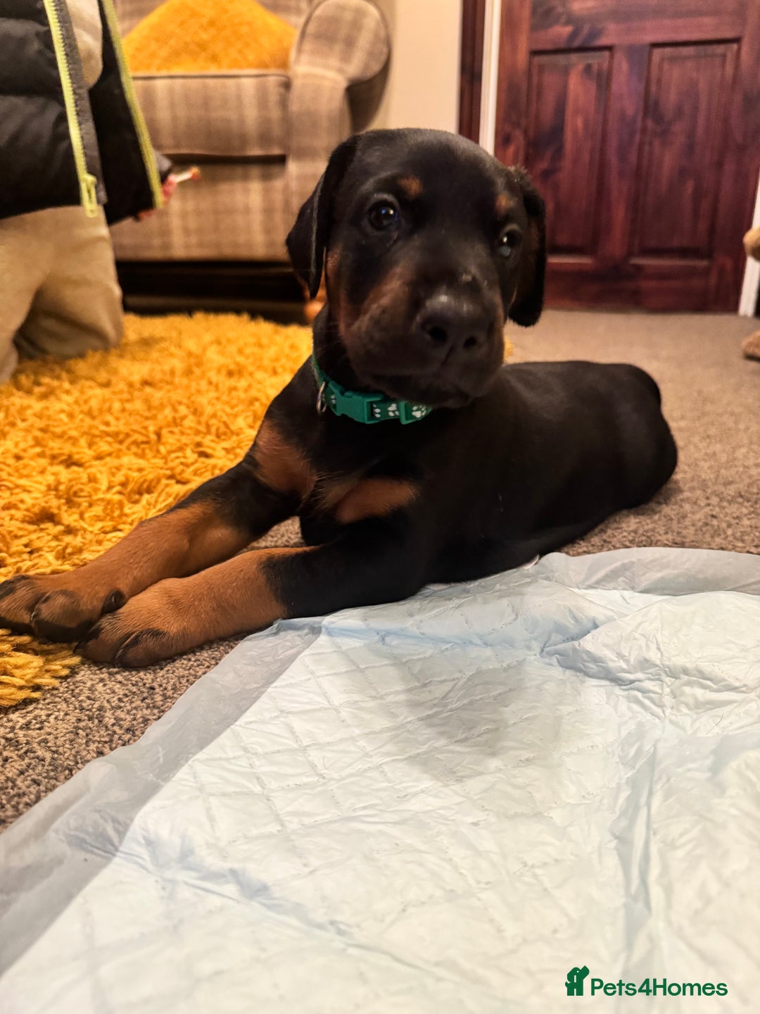 Dobermann dogs for sale: Dobermann puppies - Advert 8