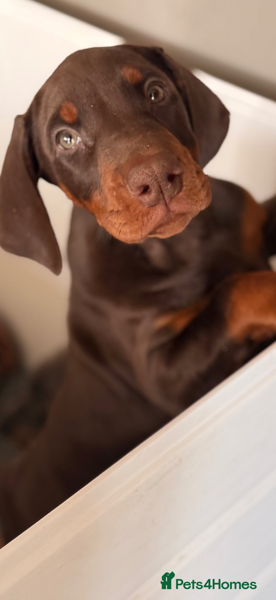 Dobermann dogs Doberman kennel club registered  - Advert 13