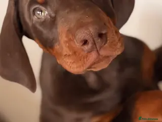 Dobermann dogs Doberman kennel club registered - Advert 13