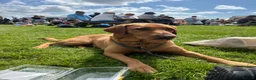 Labrador Retriever dogs for sale: Fox Red Labrador Puppies  - Advert 16