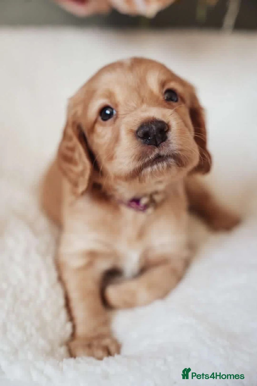 Cocker Spaniel dogs for stud: Fully health tested working Cocker Spaniel at Stud in Ipswich - Advert 7