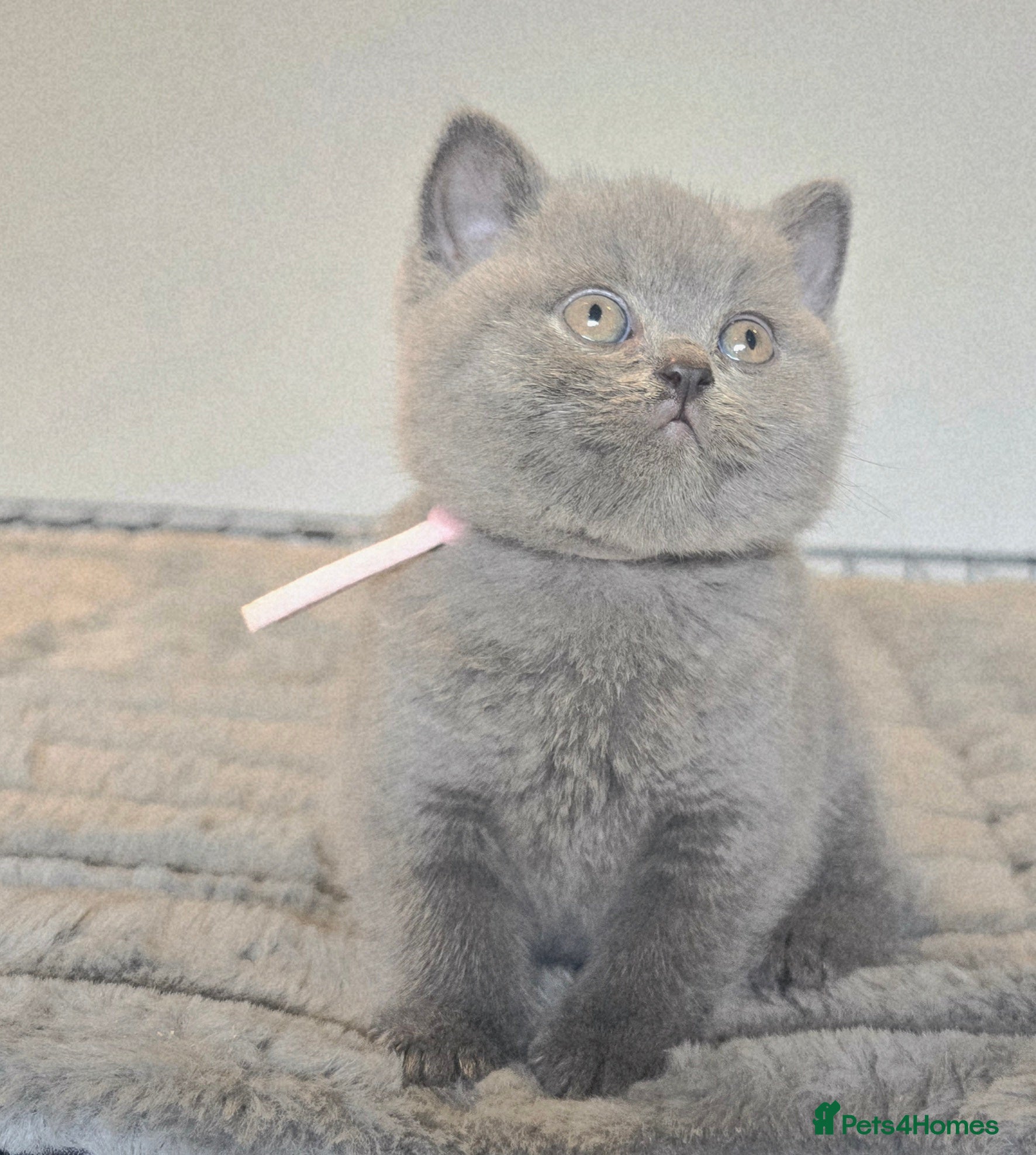 British Shorthair cats for sale: PEDIGREE BRITISH SHORTHAIR KITTENS - Advert 1