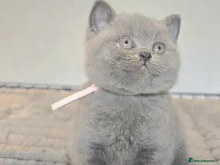 British Shorthair cats PEDIGREE BRITISH SHORTHAIR KITTENS - Advert 5