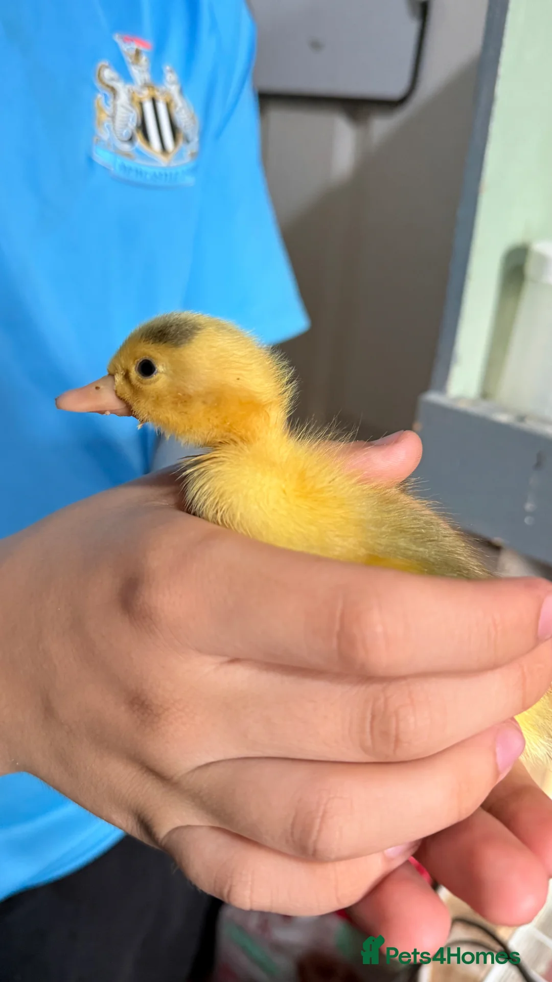 Ducks poultry for sale: Runner duck ducklings  - Advert 7