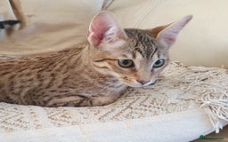 Savannah cats for sale: Fabulous F5 SBT Savannah Kittens! REDUCED! - Image 15