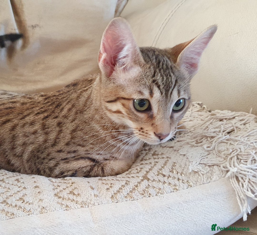 Savannah cats for sale: Fabulous F5 SBT Savannah Kittens! REDUCED! - Image 15