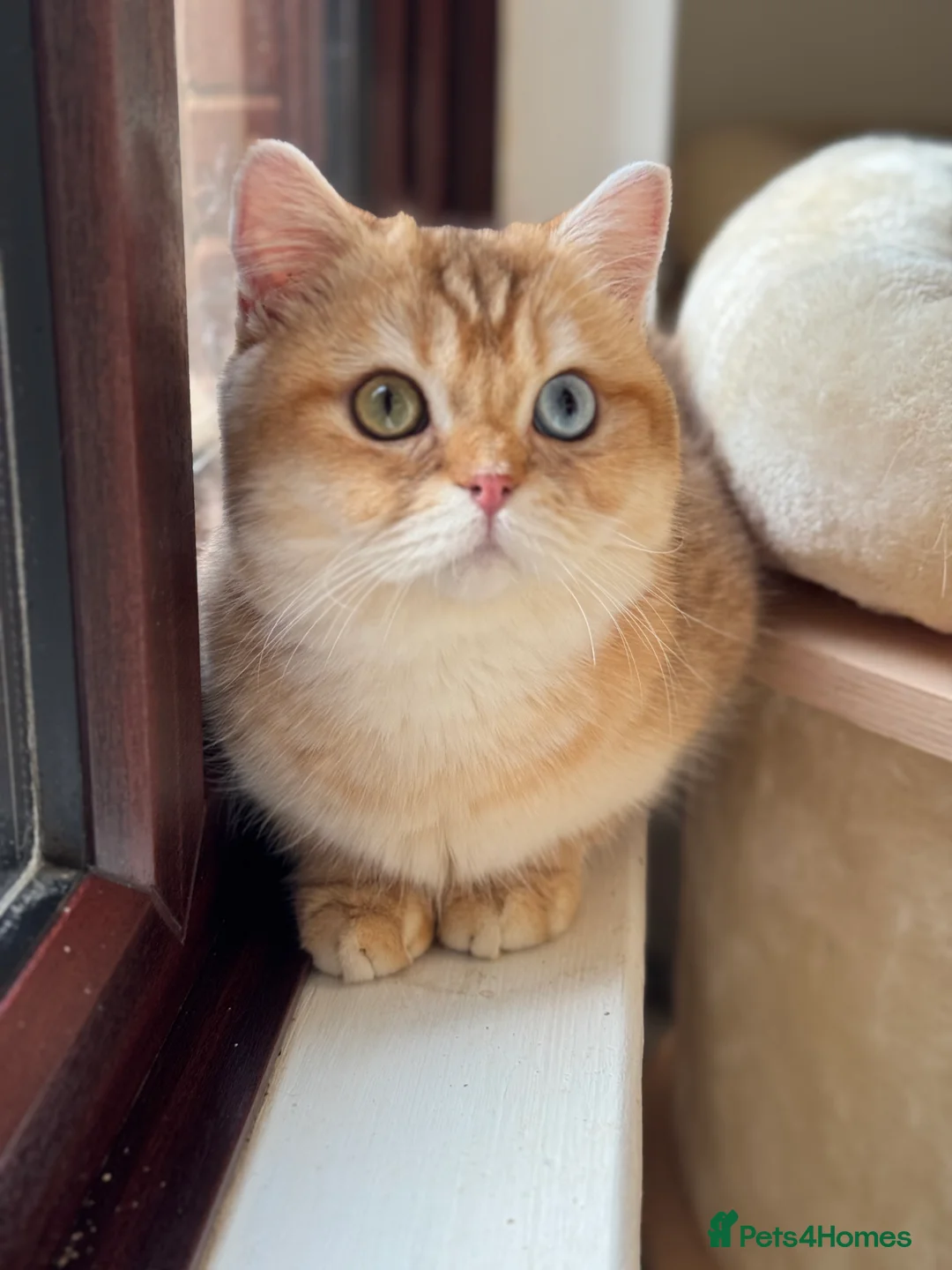 British Shorthair cats for sale: GCCF reg BSH Last Chocolate Gold Blue Eyes Female - Advert 3