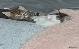 Mixed Breed cats for sale: Two mixed kittens  - Image 16