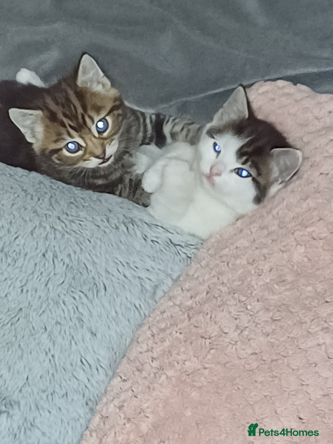Mixed Breed cats for sale: Two mixed kittens  - Image 16