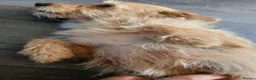 Jackapoo dogs for sale: Cockapoo puppy in Witney - Advert 34