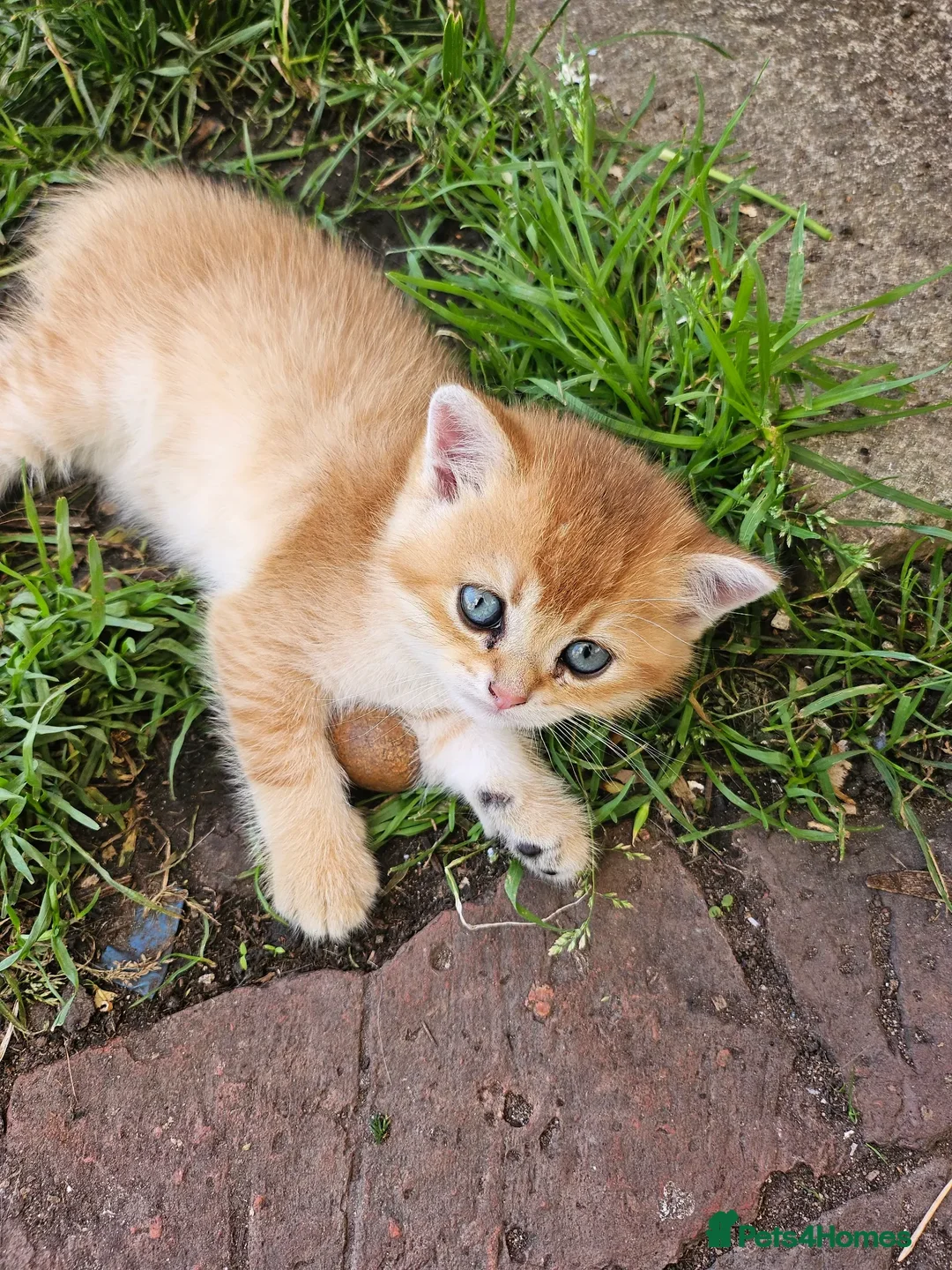 Mixed Breed cats for sale: scottish fold and british shorthair mix kittens - Advert 2