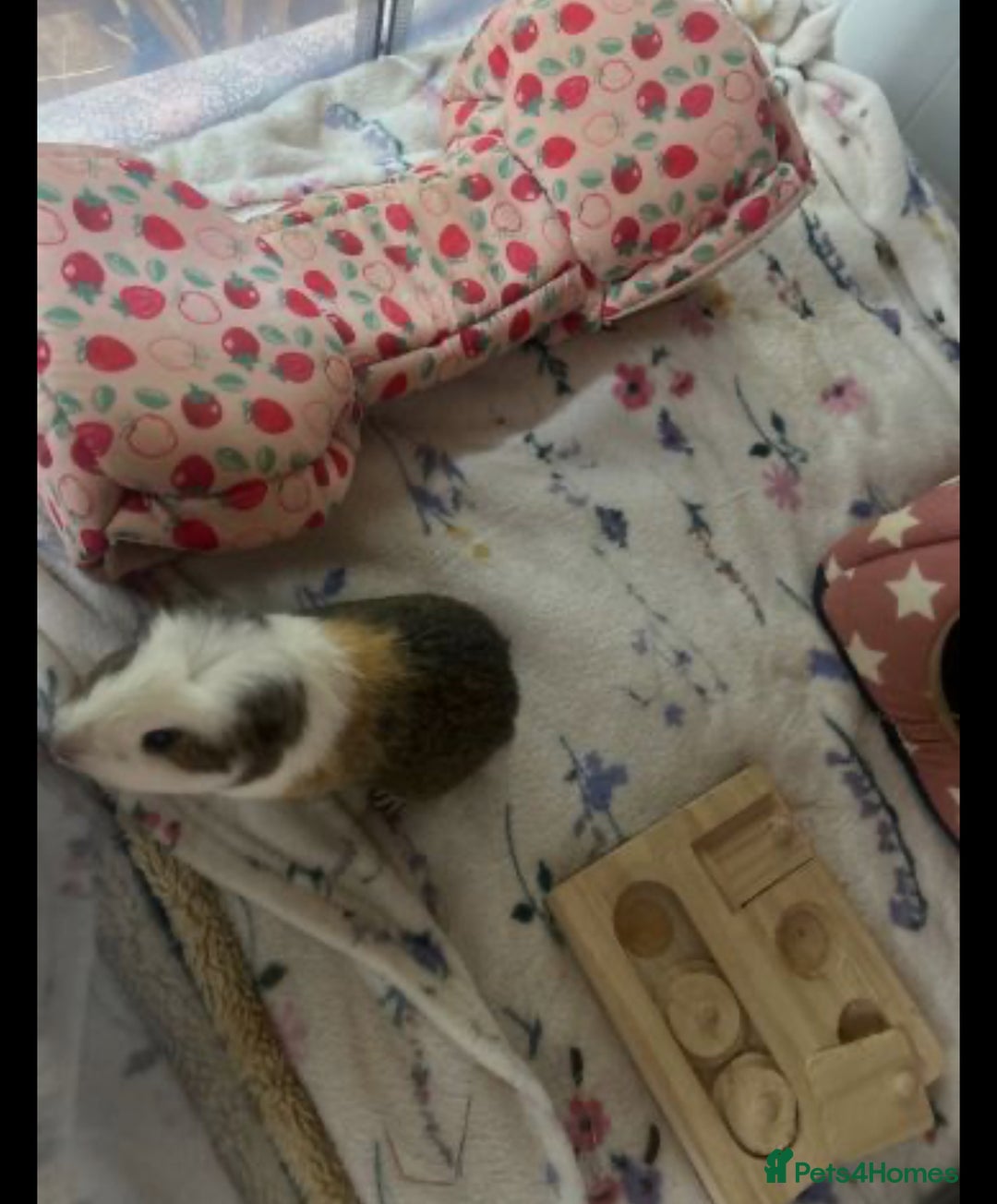 Guinea Pig rodents for sale: 2 male guinea pigs with cage+extras included  - Advert 5