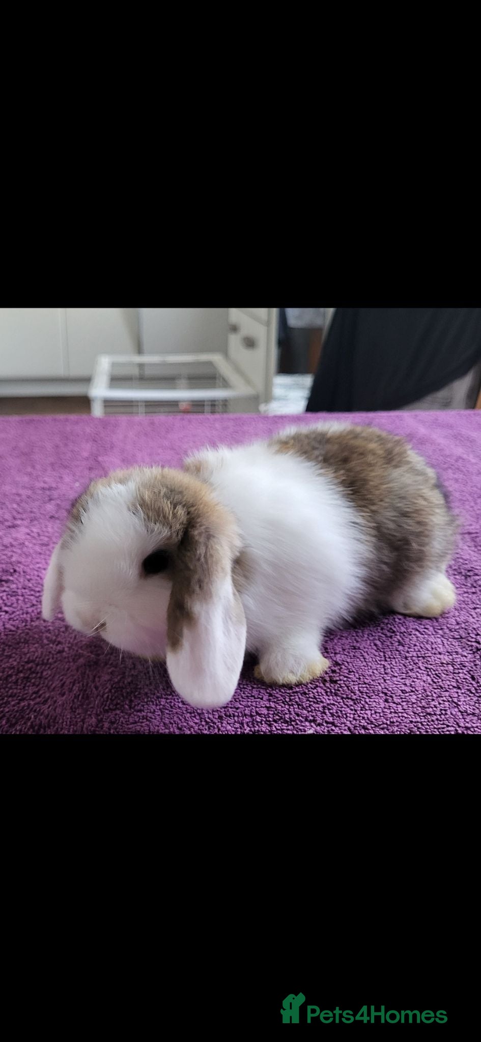 Mini Lop rabbits Beautiful Mini lop looking good a home  - Advert 2