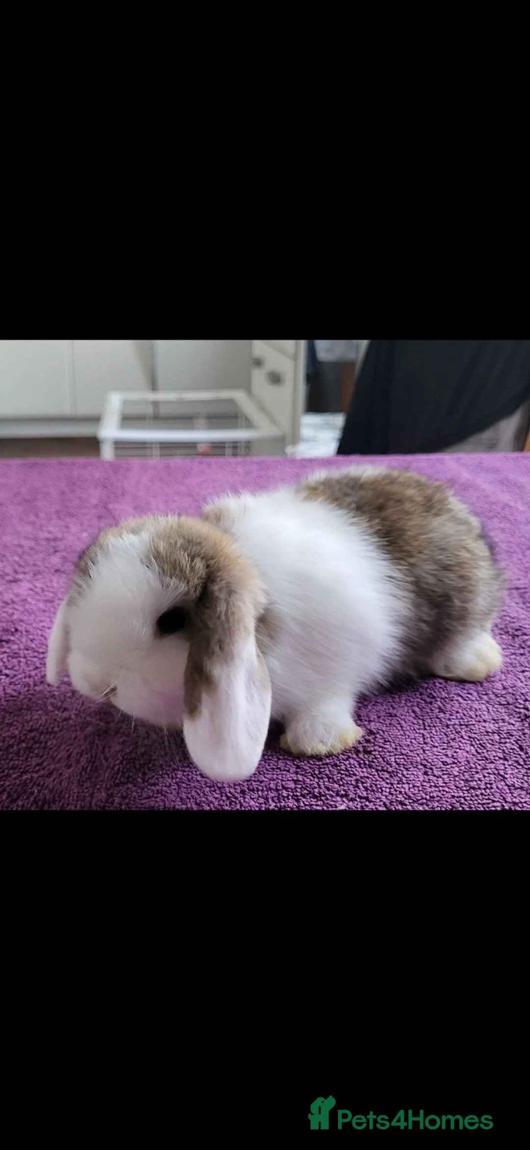 Mini Lop rabbits for sale: Beautiful Mini lop looking good a home  - Advert 1