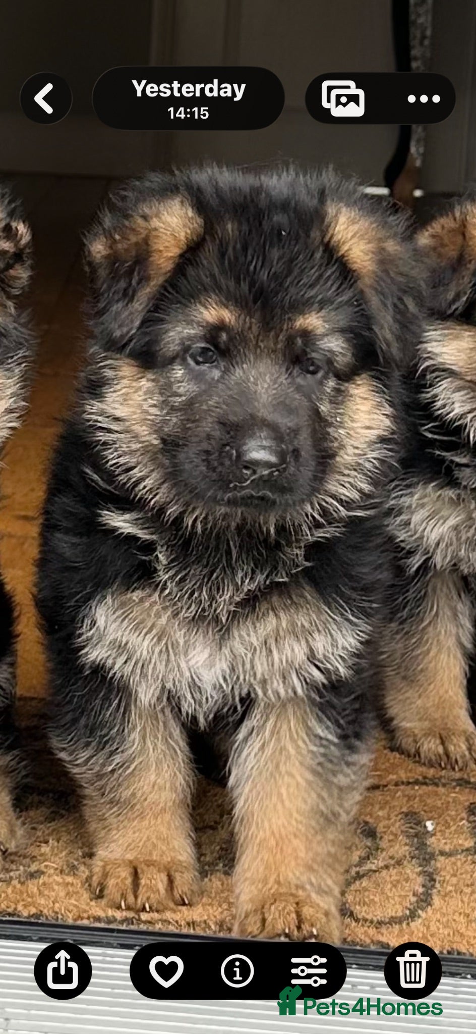 German Shepherd dogs Outstanding KC Registered German Shepherd Puppies - Advert 3