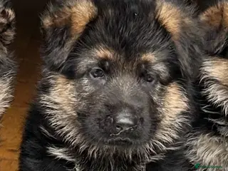 German Shepherd dogs Outstanding KC Registered German Shepherd Puppies - Advert 3