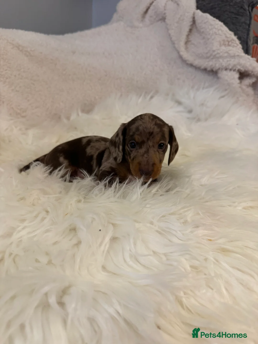 Miniature Dachshund dogs for sale: KC registered Miniature Dachshund puppies - Advert 9