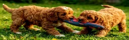 Cavapoo dogs for sale: Adorable F1 Cavapoo Puppies Available Now!!!!! - Advert 5