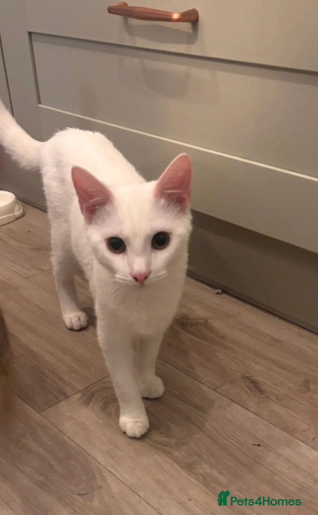 Mixed Breed cats for sale: Beautiful boy ‘Snowy’ in Walsall - Advert 5