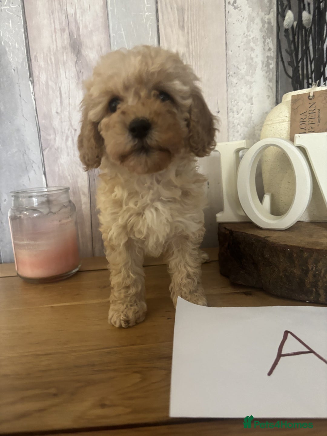 Cockapoo dogs for sale: Cockapoo Puppies looking for their forever homes - Advert 34