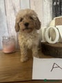 Cockapoo Puppy A