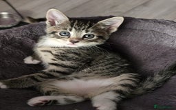 Domestic Shorthair cats for sale: 🐾Playful Kittens -Tabby or black/white🐾 - Image 7