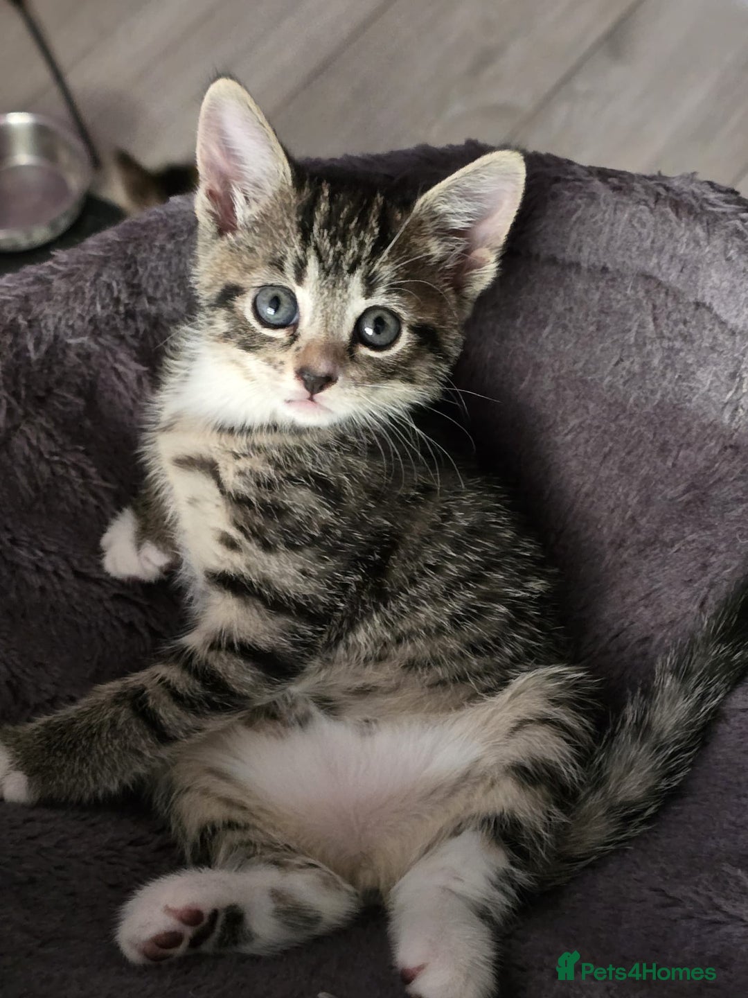 Domestic Shorthair cats for sale: 🐾Playful Kittens -Tabby or black/white🐾 - Image 7