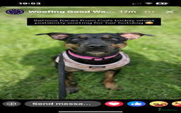 Mixed Breed dogs for sale: Callie- Staffy Mix  - Image 8