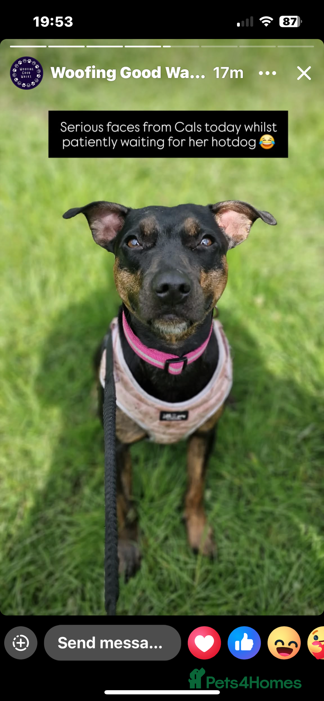 Mixed Breed dogs for sale: Callie- Staffy Mix  - Image 8