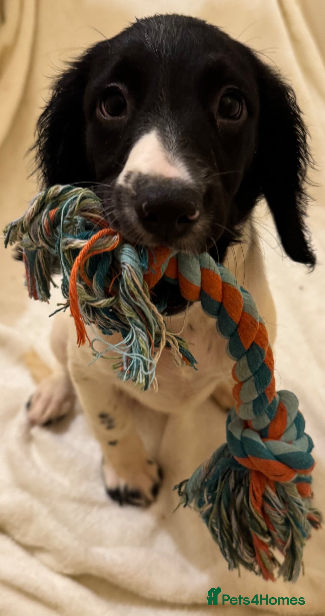English Springer Spaniel dogs English springer spaniel puppies  - Advert 2