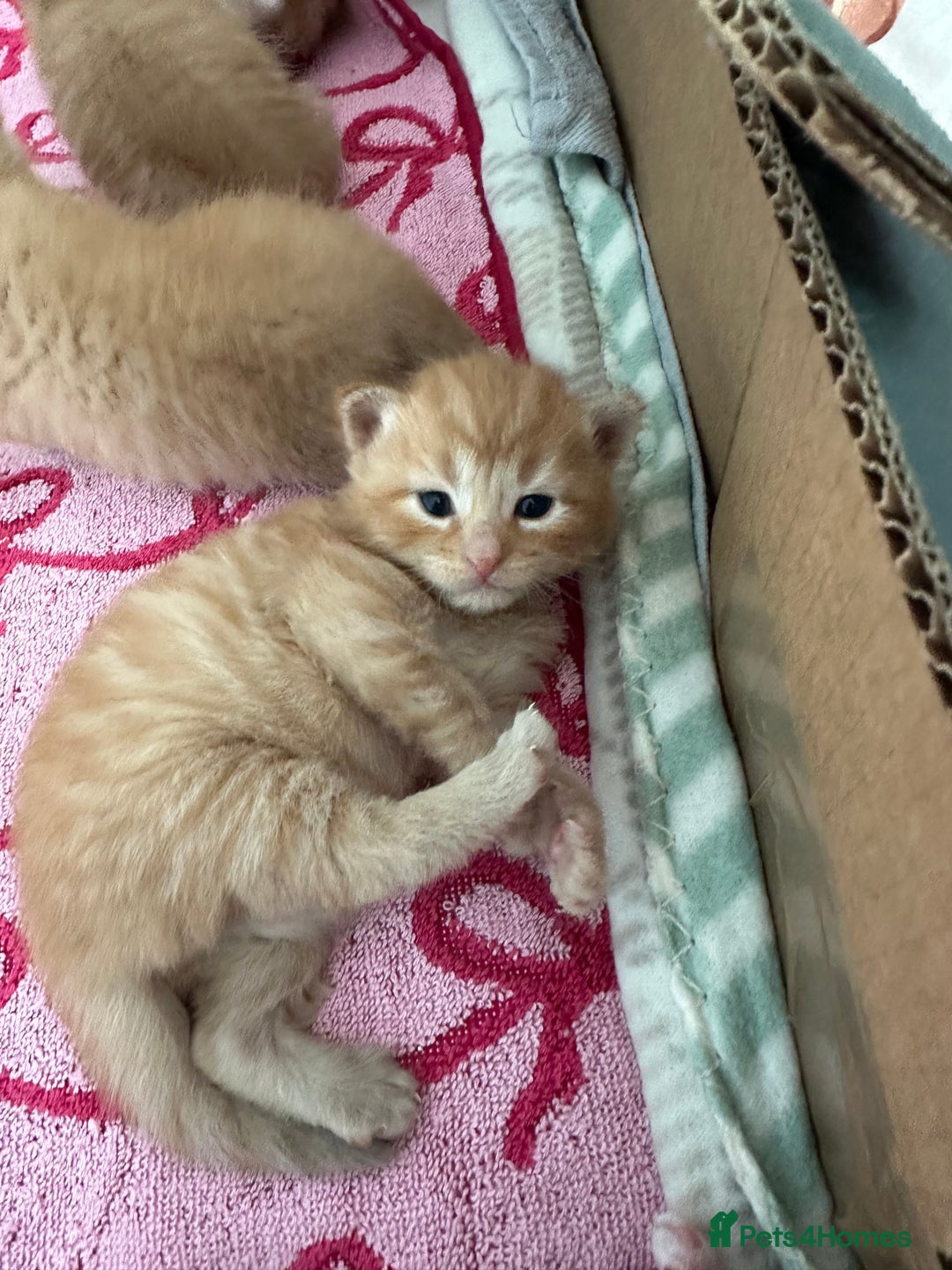 Domestic Shorthair cats for sale: 6 ginger kittens for sale - Image 5