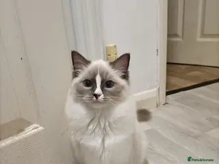 Ragdoll cats Ragdoll girl - Advert 12