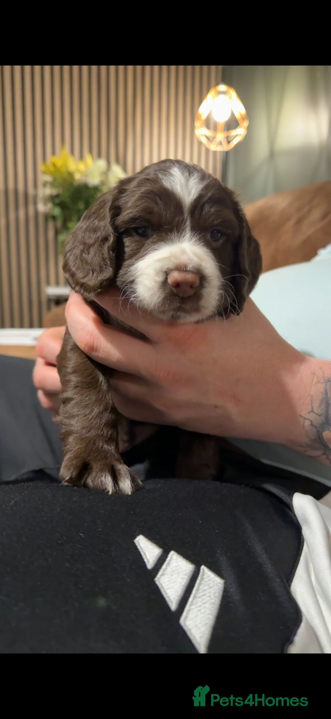 Cocker Spaniel dogs for sale: Working cocker spaniel  - Advert 4