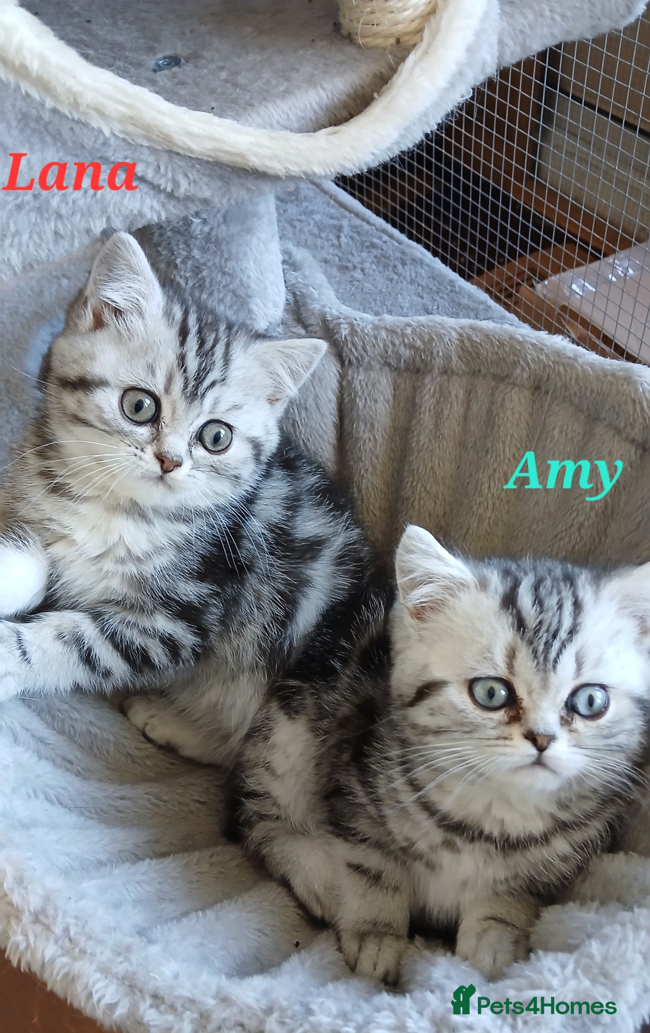 British Shorthair cats Bsh .Silver Classic Tabby. GCCF. - Advert 1