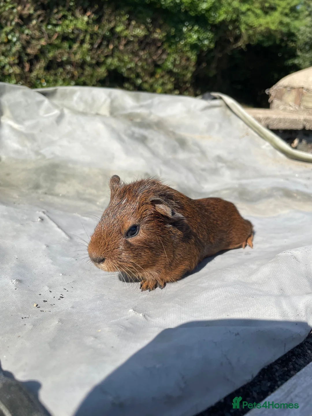 Guinea Pig rodents for sale: 3 baby boars  - Advert 4