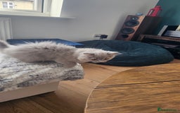 British Longhair cats for sale: British longhair last boy last girl in Watford - Image 19