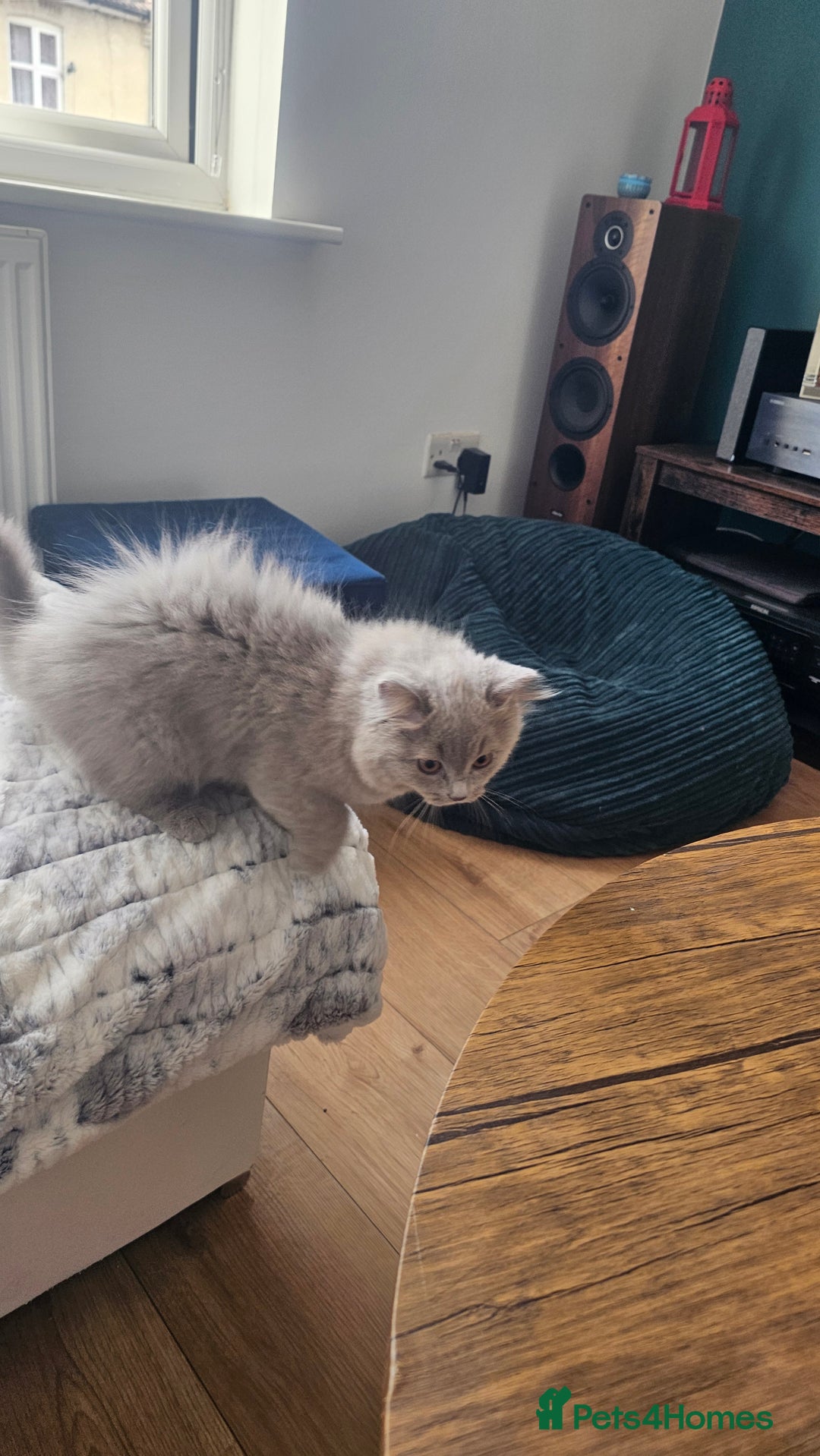 British Longhair cats for sale: British longhair last boy last girl in Watford - Image 19