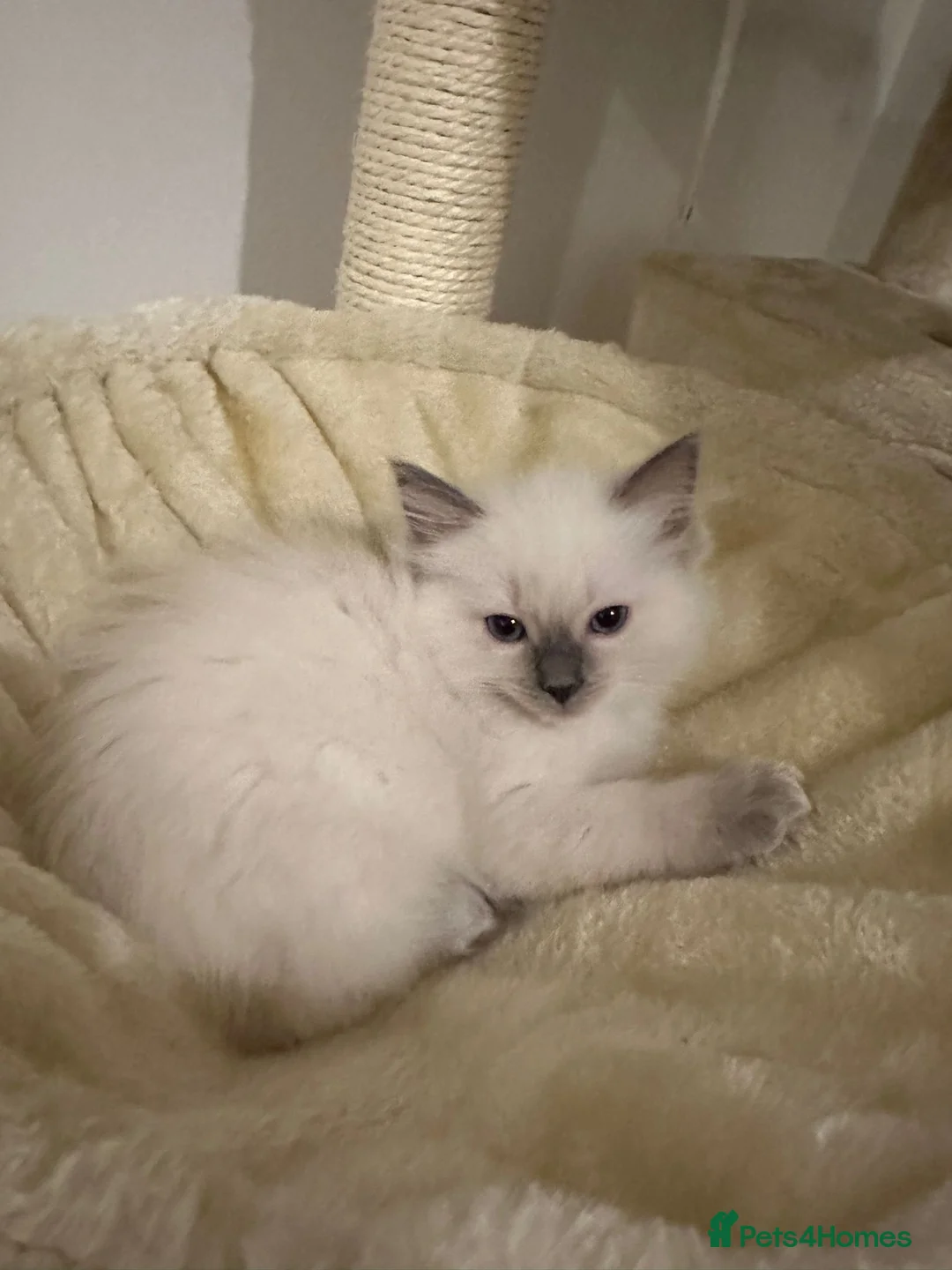 Ragdoll cats for sale: Beautiful Cuddly Purebred Kittens in Great Yarmouth - Advert 14