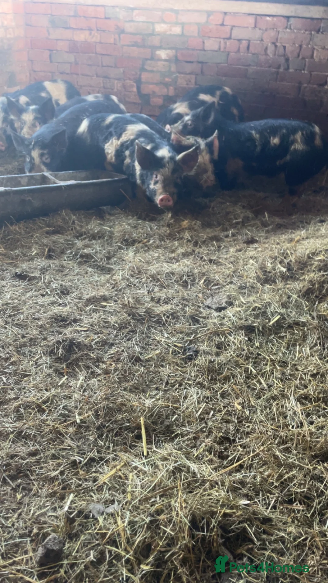 Pig livestock for sale: Gloucester old spot x Berkshire  - Advert 6