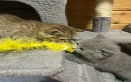 British Shorthair cats for sale: Adorable BSH kittens - Image 22