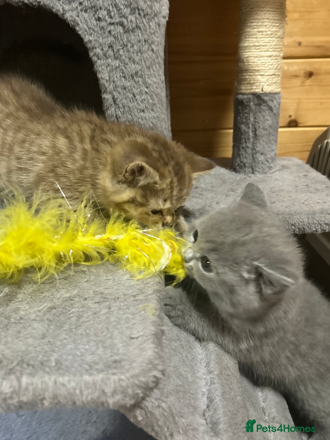 British Shorthair cats for sale: Adorable BSH kittens - Image 22