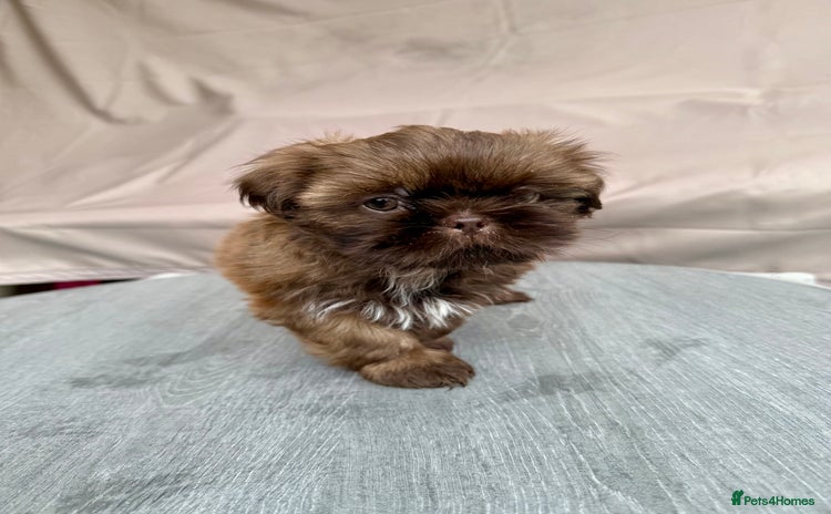 Shih Tzu dogs in Tamworth - Advert 1